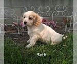 Small #2 Cavachon