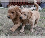 Small Photo #11 Labradoodle Puppy For Sale in DENVER, CO, USA
