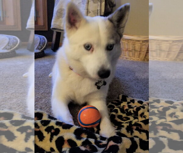 Medium Photo #8 Pomsky Puppy For Sale in St. Louis Park, MN, USA