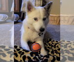 Small #7 Pomsky