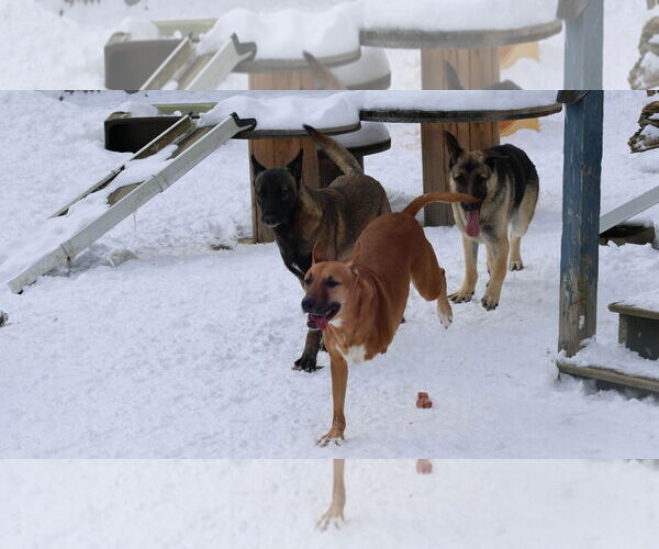 Medium Photo #27 Black Mouth Cur-Unknown Mix Puppy For Sale in Sebec, ME, USA