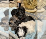 Puppy Puppy 1 King Charles Yorkie