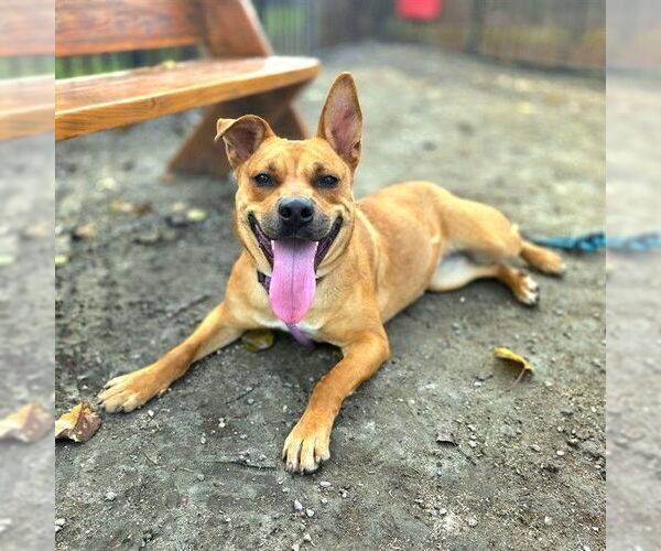 Medium Photo #2 German Shepherd Dog-Unknown Mix Puppy For Sale in Long Beach, CA, USA