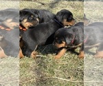 Small Photo #3 Rottweiler Puppy For Sale in POLO, MO, USA