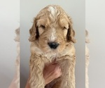 Small Photo #3 Bernedoodle Puppy For Sale in MOULTON, AL, USA