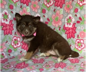 Border Collie-Pomsky Mix Puppy for sale in LANCASTER, PA, USA