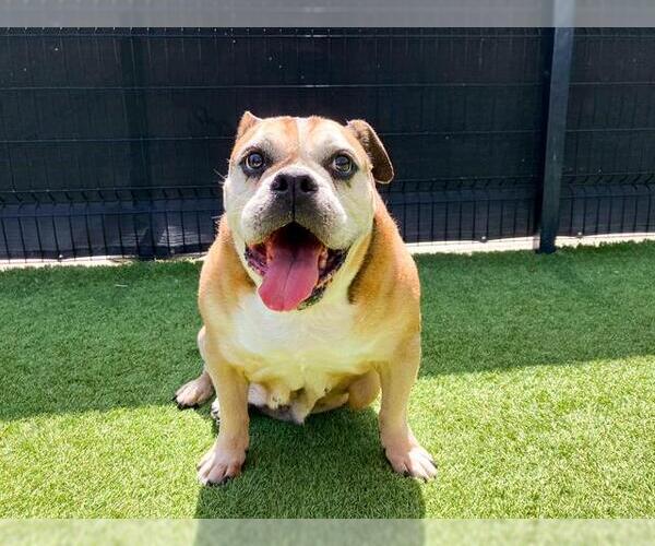 Medium Photo #2 Bulldog-Unknown Mix Puppy For Sale in Orange, CA, USA