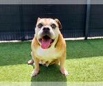 Small #1 Bulldog Mix