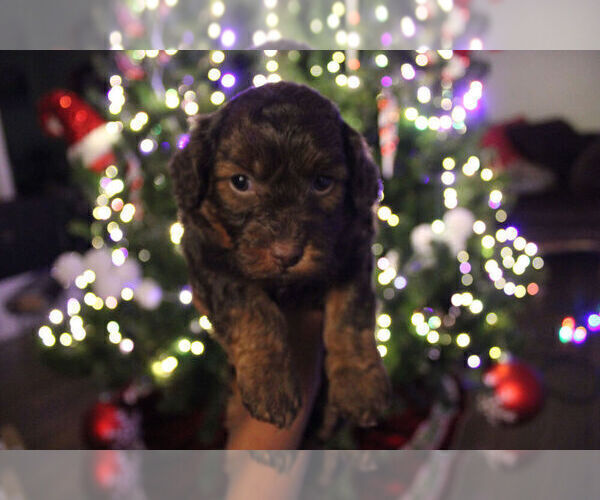 Medium Photo #2 Havapoo Puppy For Sale in LOUISVILLE, KY, USA