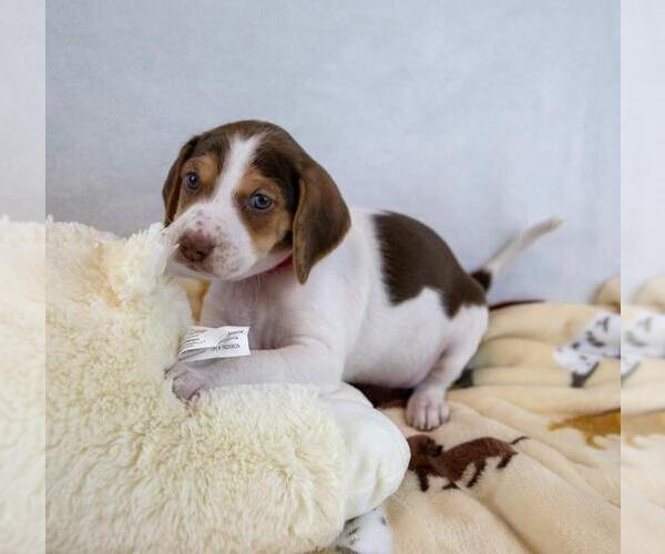 Medium Photo #3 Mutt Puppy For Sale in Kennesaw, GA, USA