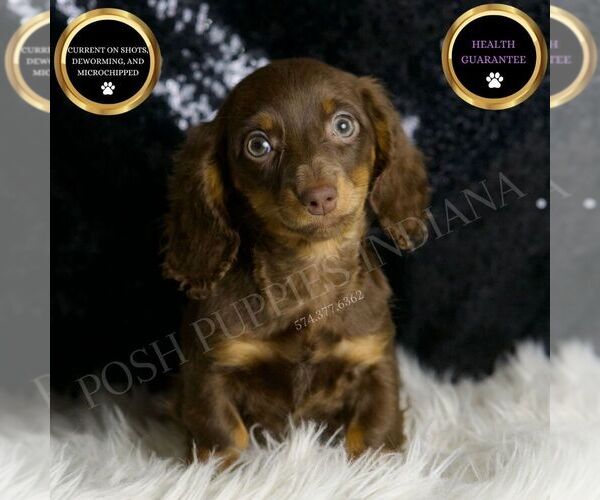 Medium Photo #1 Dachshund Puppy For Sale in WARSAW, IN, USA