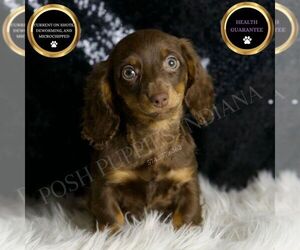 Dachshund Puppy for sale in WARSAW, IN, USA