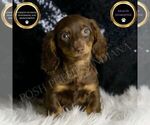 Small Dachshund