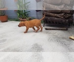 Small Photo #2 Rhodesian Ridgeback Puppy For Sale in KENDALL, FL, USA