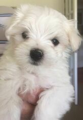 Maltese Puppy for sale in CHARLESTON, WV, USA