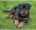 Small Photo #2 Rottweiler Puppy For Sale in ENON, OH, USA