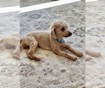 Small Photo #4 Poodle (Miniature) Puppy For Sale in St. Louis Park, MN, USA