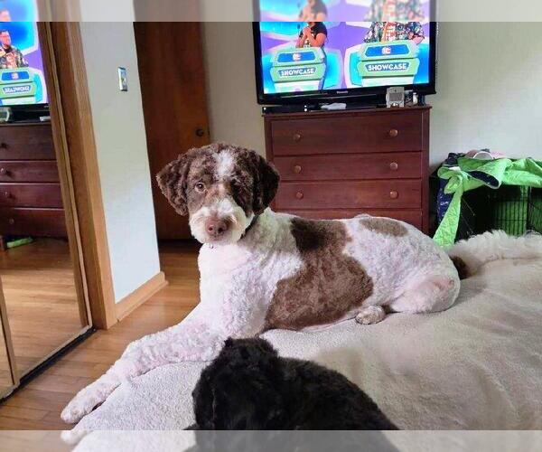 Medium Photo #1 Golden Retriever-Unknown Mix Puppy For Sale in Rootstown, OH, USA