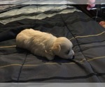 Small Photo #33 Maltese Puppy For Sale in BRKN ARW, OK, USA