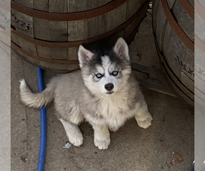 Siberian Husky Puppy for sale in ELK GROVE, CA, USA