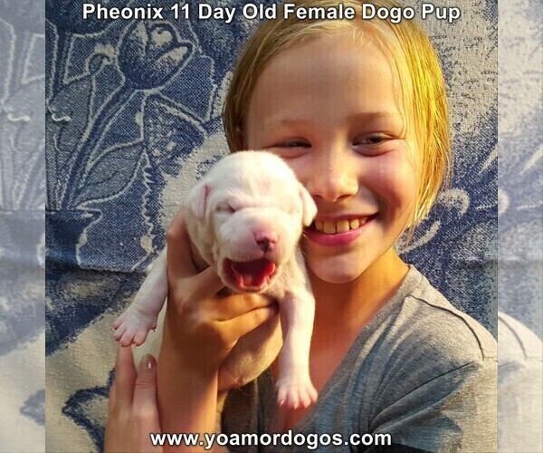 Medium Photo #20 Dogo Argentino Puppy For Sale in JANE, MO, USA