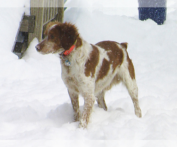 Medium Photo #1 Brittany Puppy For Sale in BLOSSBURG, PA, USA