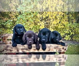 Lab-Pointer Puppy for sale in DENVER, CO, USA