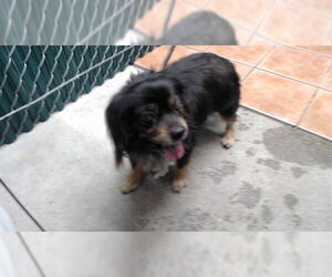 Mutt Dogs for adoption in Downey, CA, USA