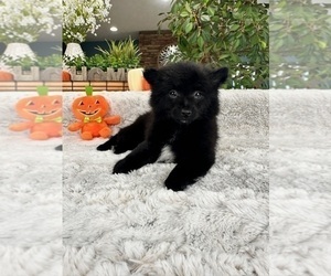 Pomeranian Puppy for sale in GREENFIELD, IN, USA