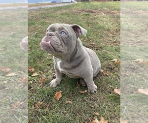 American Bulldog Puppy for sale in WILLIMANTIC, CT, USA