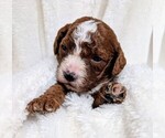 Puppy Baby Boy 4 Cavapoo