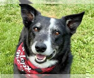 Border Collie Dogs for adoption in Pueblo, CO, USA