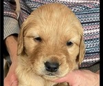 Puppy Dottie Golden Retriever