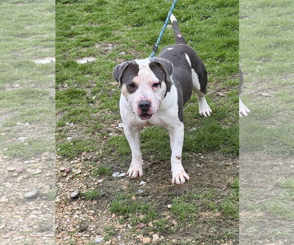 Medium Photo #2 American Bulldog-Unknown Mix Puppy For Sale in Jackson, MS, USA