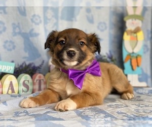 Jack Russell Terrier-Unknown Mix Puppy for sale in LANCASTER, PA, USA