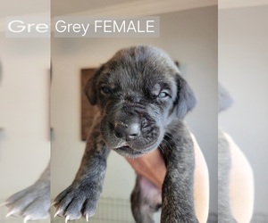 Medium Daniff-Neapolitan Mastiff Mix