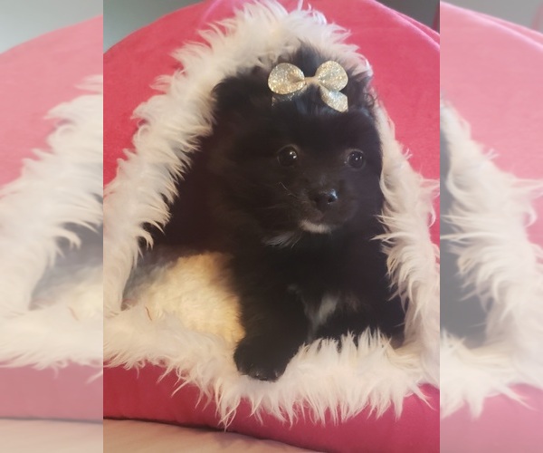 Medium Photo #3 Pomeranian Puppy For Sale in OTTAWA, OH, USA