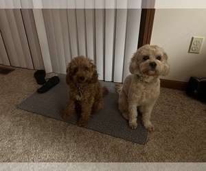 Father of the Cavapoo puppies born on 11/24/2024