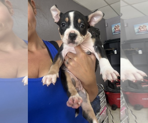 Medium Photo #8 American Bully Puppy For Sale in SEBRING, FL, USA