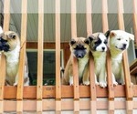 Small Photo #2 Akita Puppy For Sale in LENA, WI, USA