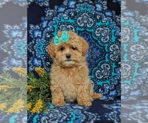 Maltipoo Puppy for sale in NEW PROVIDENCE, PA, USA