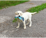 Small #8 Labrador Retriever