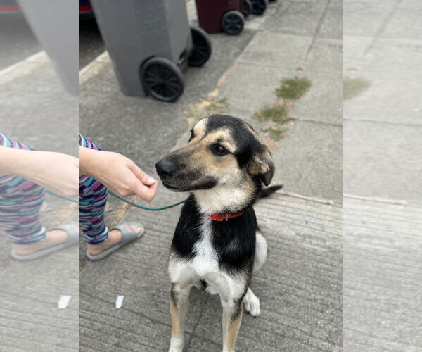 Medium Photo #5 German Shepherd Dog-Unknown Mix Puppy For Sale in Hayward, CA, USA