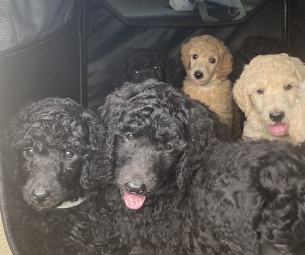 Medium Photo #3 Poodle (Standard) Puppy For Sale in ASHLAND CITY, TN, USA