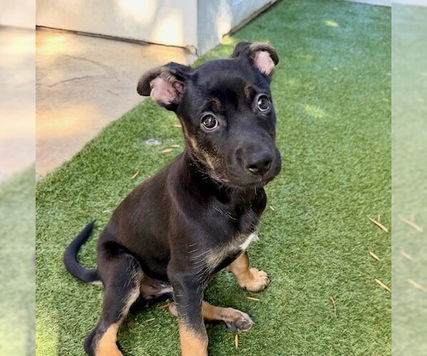 Medium Photo #4 German Shepherd Dog-Unknown Mix Puppy For Sale in San Juan Capistrano, CA, USA