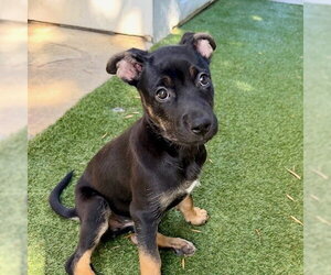 Avalon - Female German Shepherd Dog-Unknown Mix Dog for Adoption - Photo #4