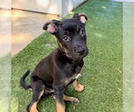 Small #3 German Shepherd Dog Mix
