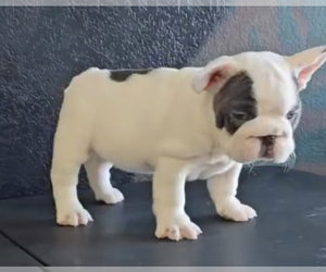 French Bulldog Puppy for sale in PASADENA, CA, USA