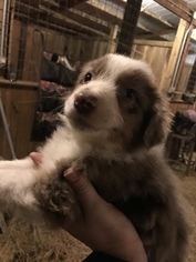 Australian Shepherd Puppy for sale in ROBARDS, KY, USA
