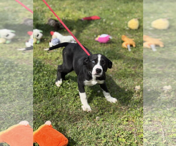 Medium Photo #4 Labrador Retriever-Unknown Mix Puppy For Sale in Yardley, PA, USA